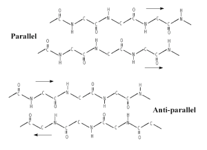 beta-pleated-parallel-anti-parallel
